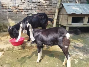 Crossbreed Mother and Kid Goat for Sale