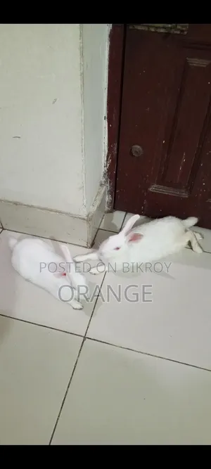 Rabbit Per Piece