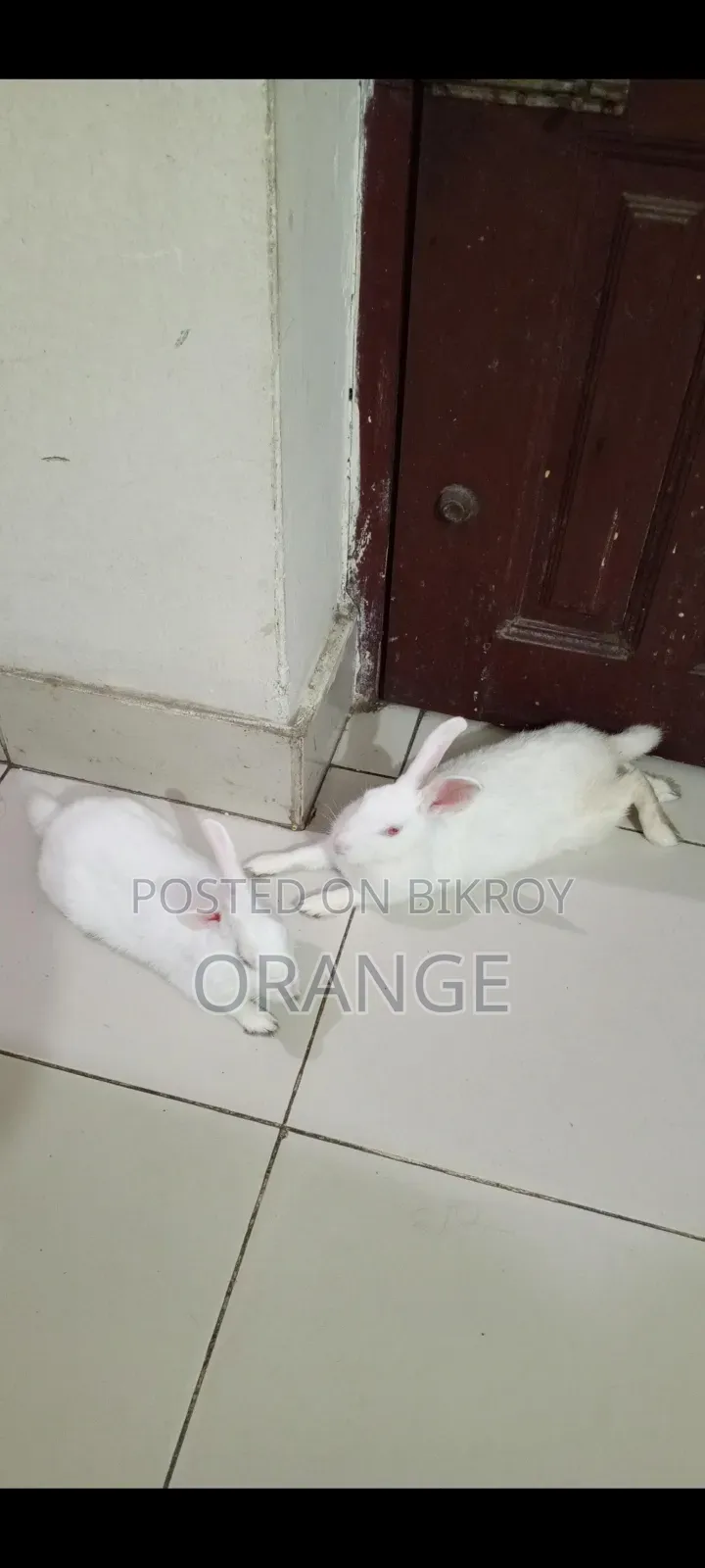 Rabbit Per Piece