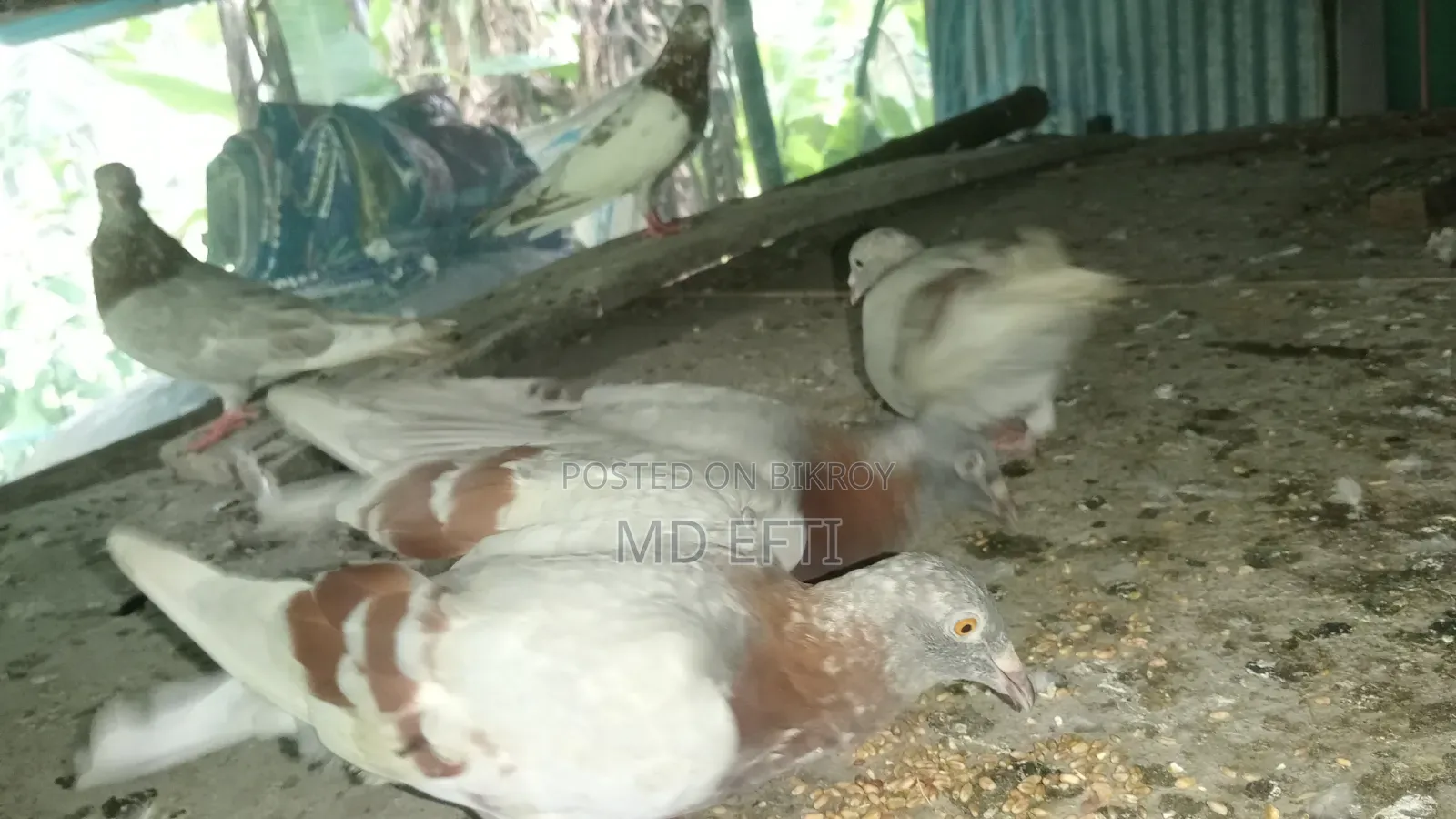 Some pigeons will be sold