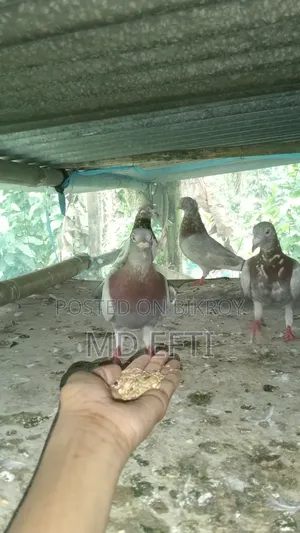 Some pigeons will be sold