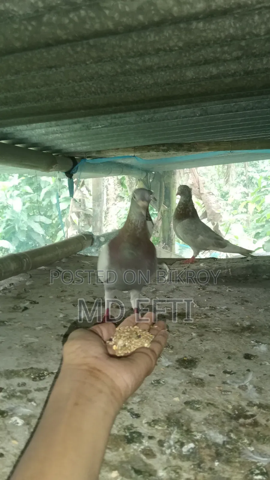 Some pigeons will be sold