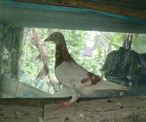 Some pigeons will be sold