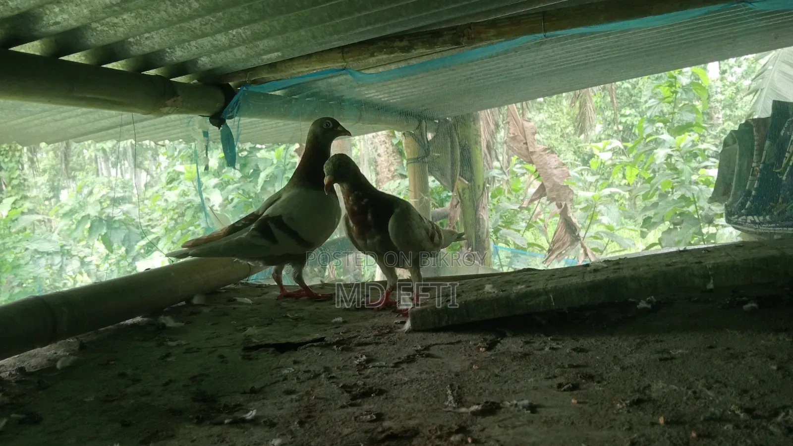 Some pigeons will be sold