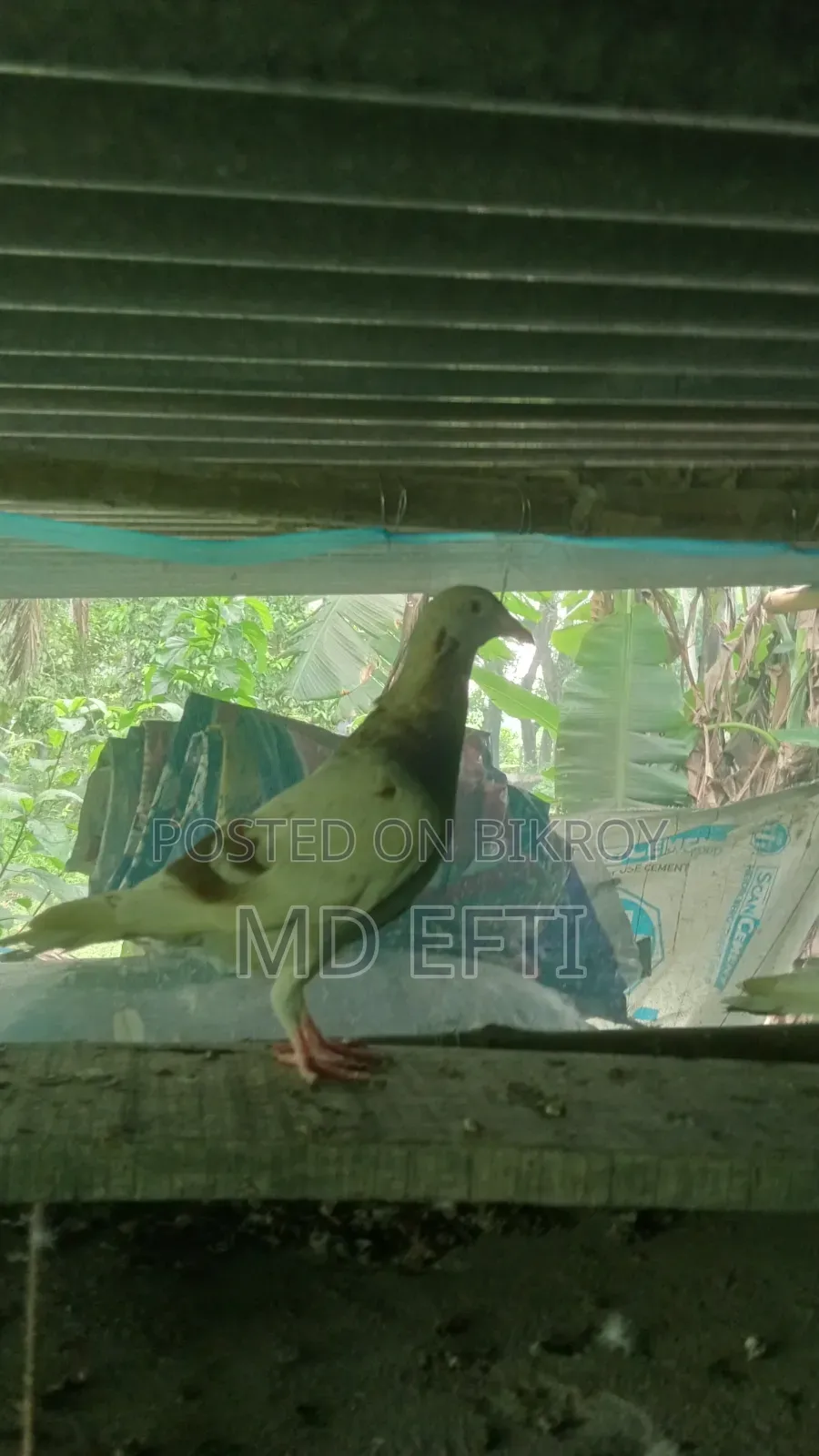 Some pigeons will be sold