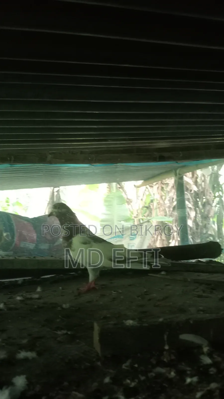Some pigeons will be sold