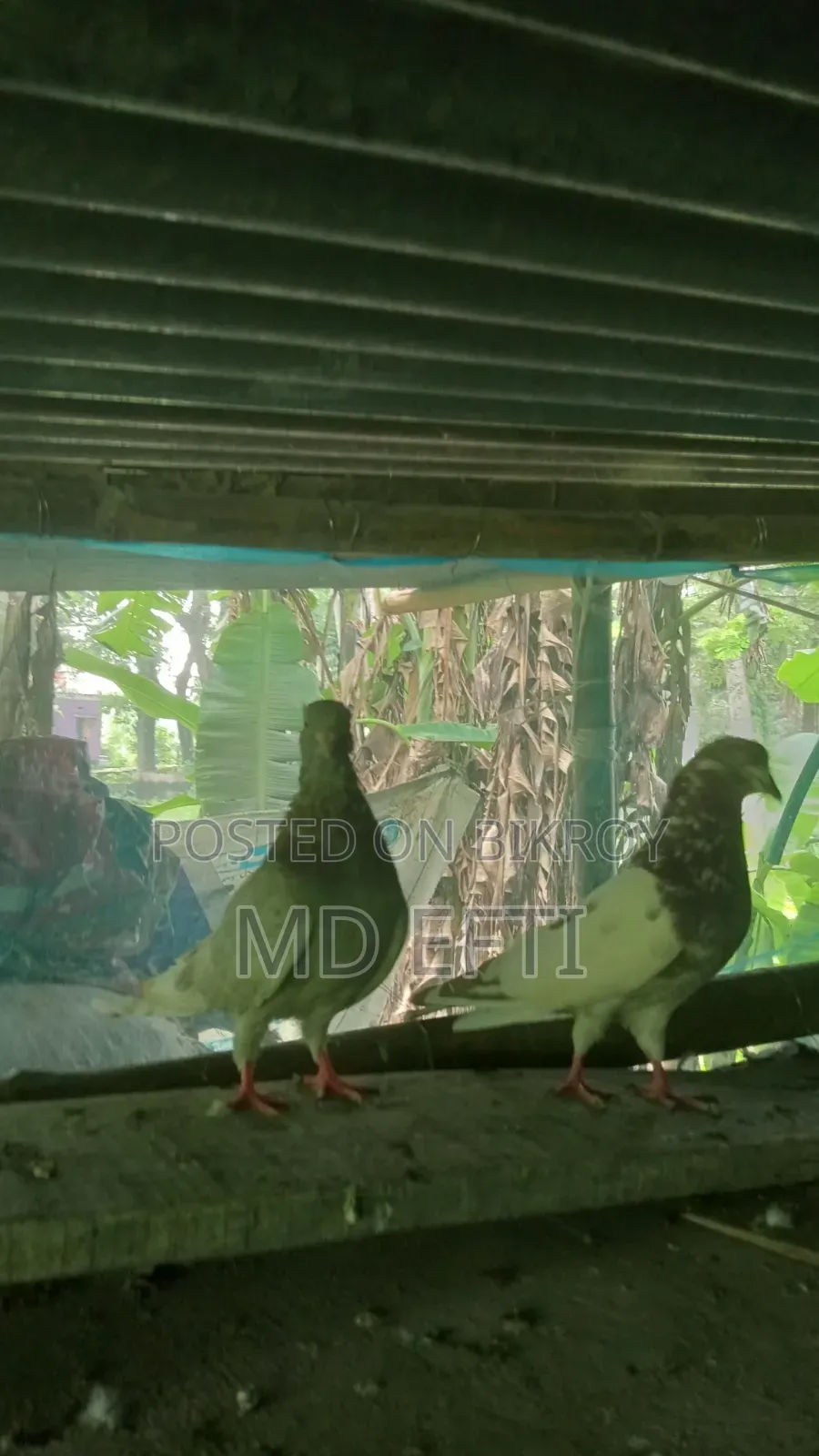 Some pigeons will be sold