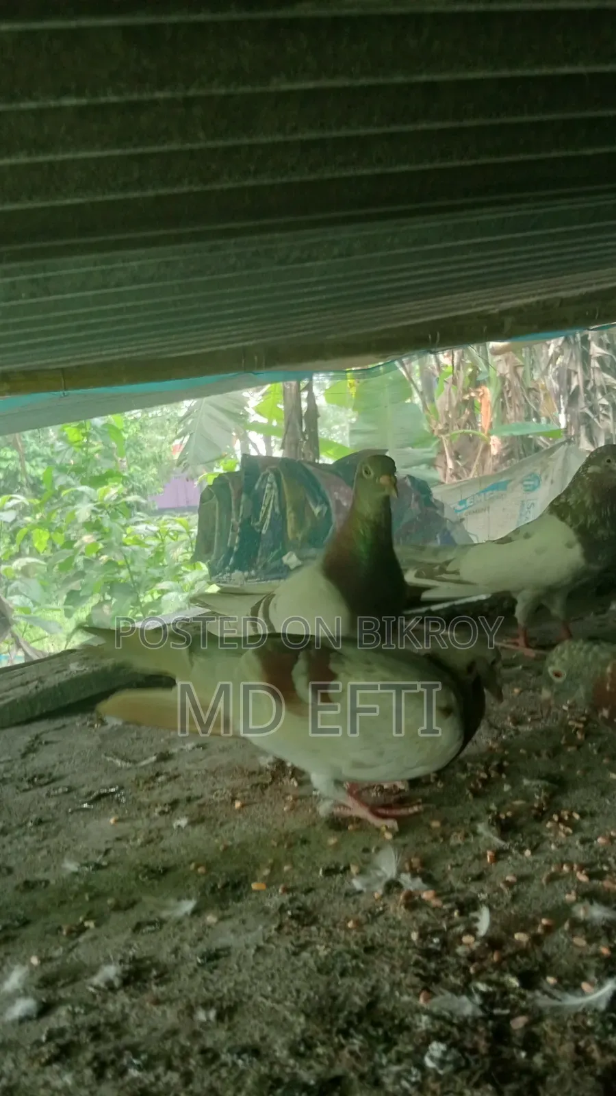 Some pigeons will be sold