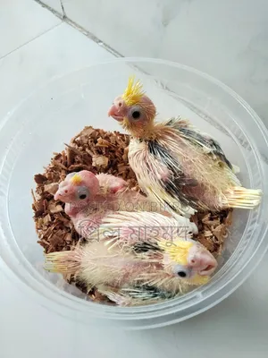 টেম উপযোগী ককাটেল পাখির বেবি