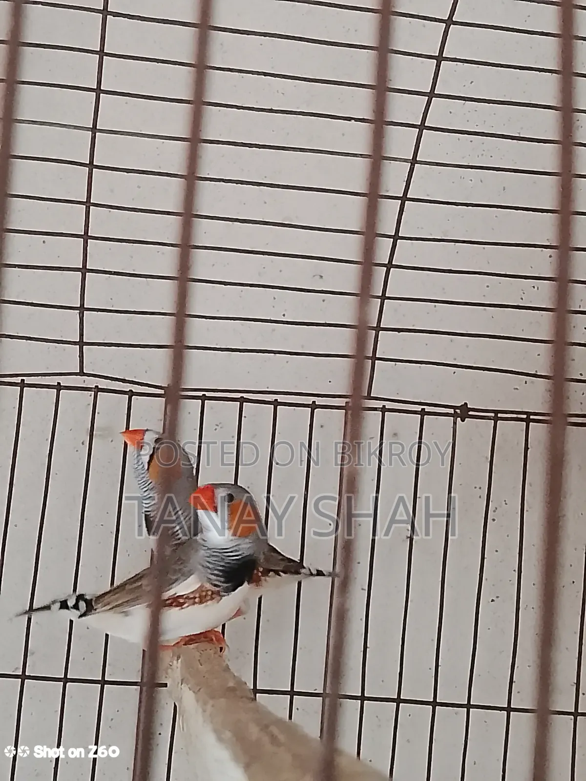 Finch Bird