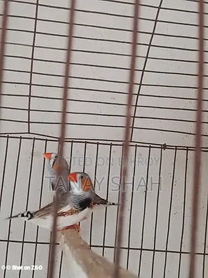 Finch Bird