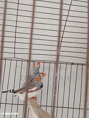Finch Bird