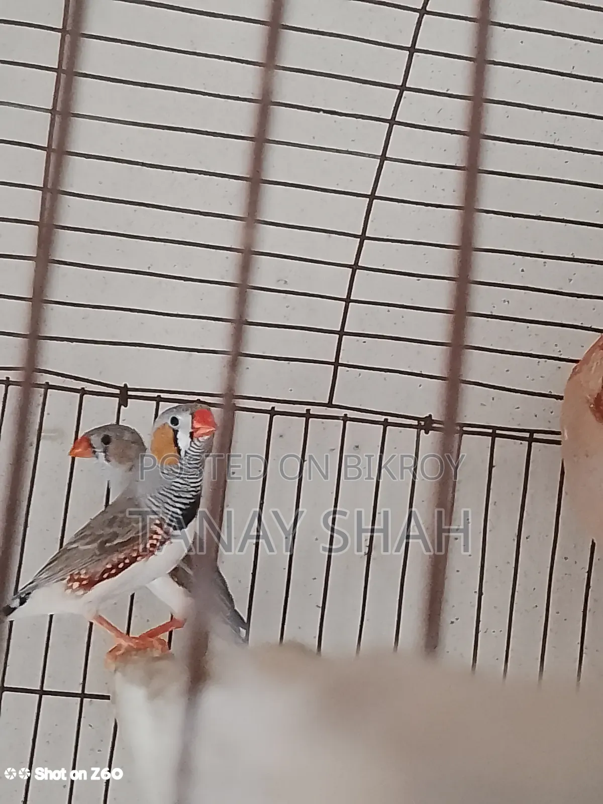 Finch Bird