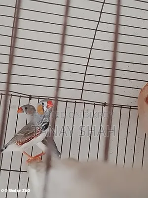 Finch Bird