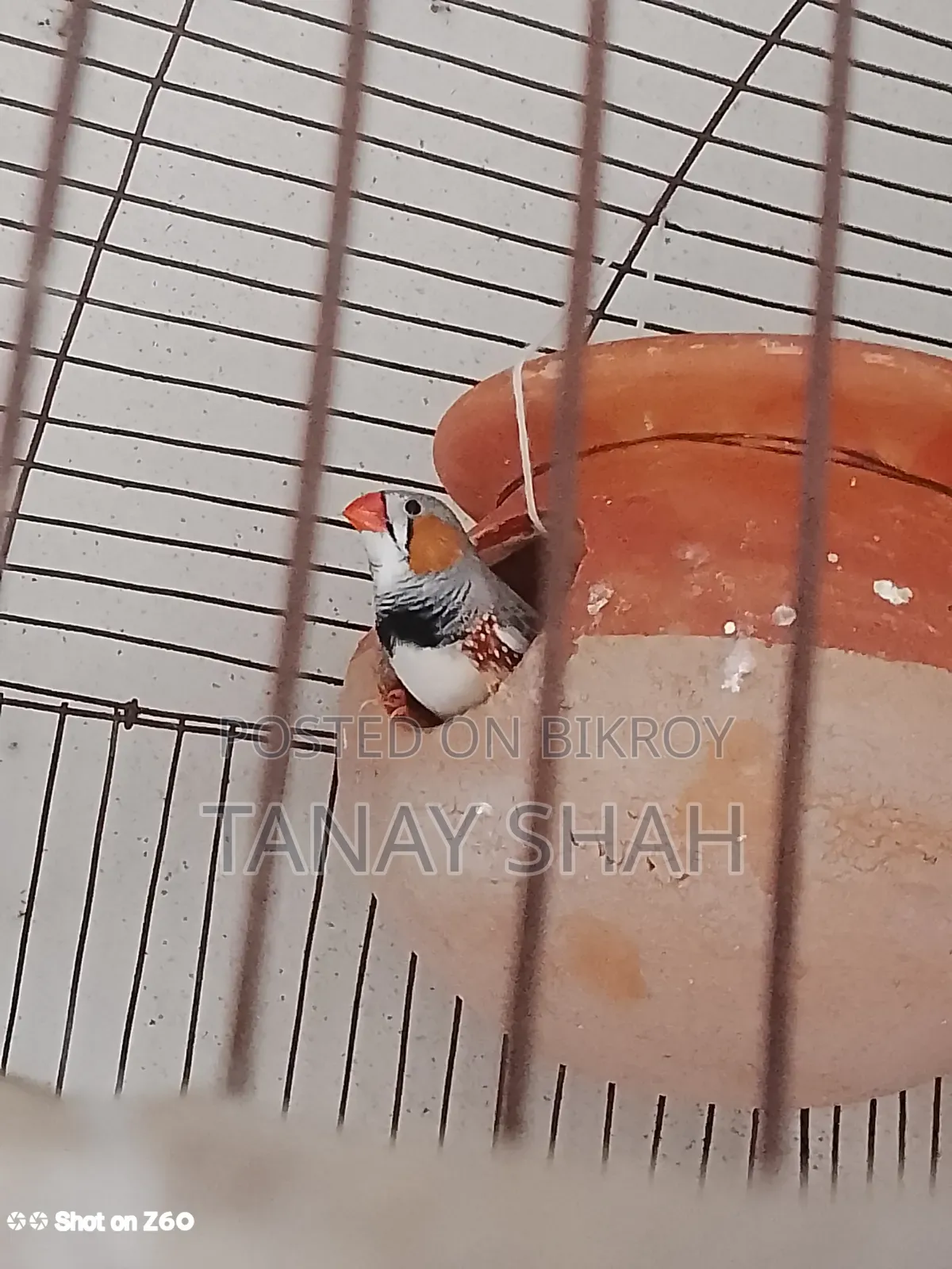 Finch Bird