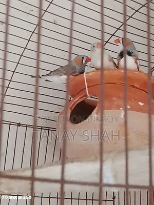 Finch Bird