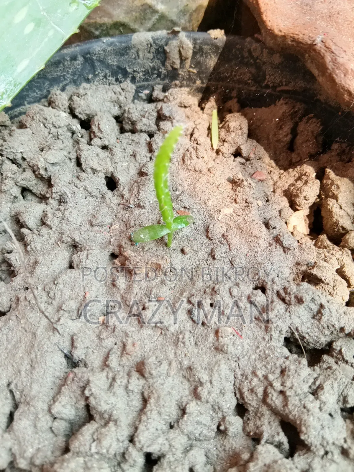 ছোট ছোট ড্রাগন এর চারা বিক্রি হবে