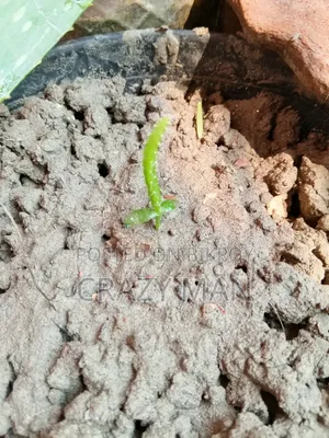 ছোট ছোট ড্রাগন এর চারা বিক্রি হবে