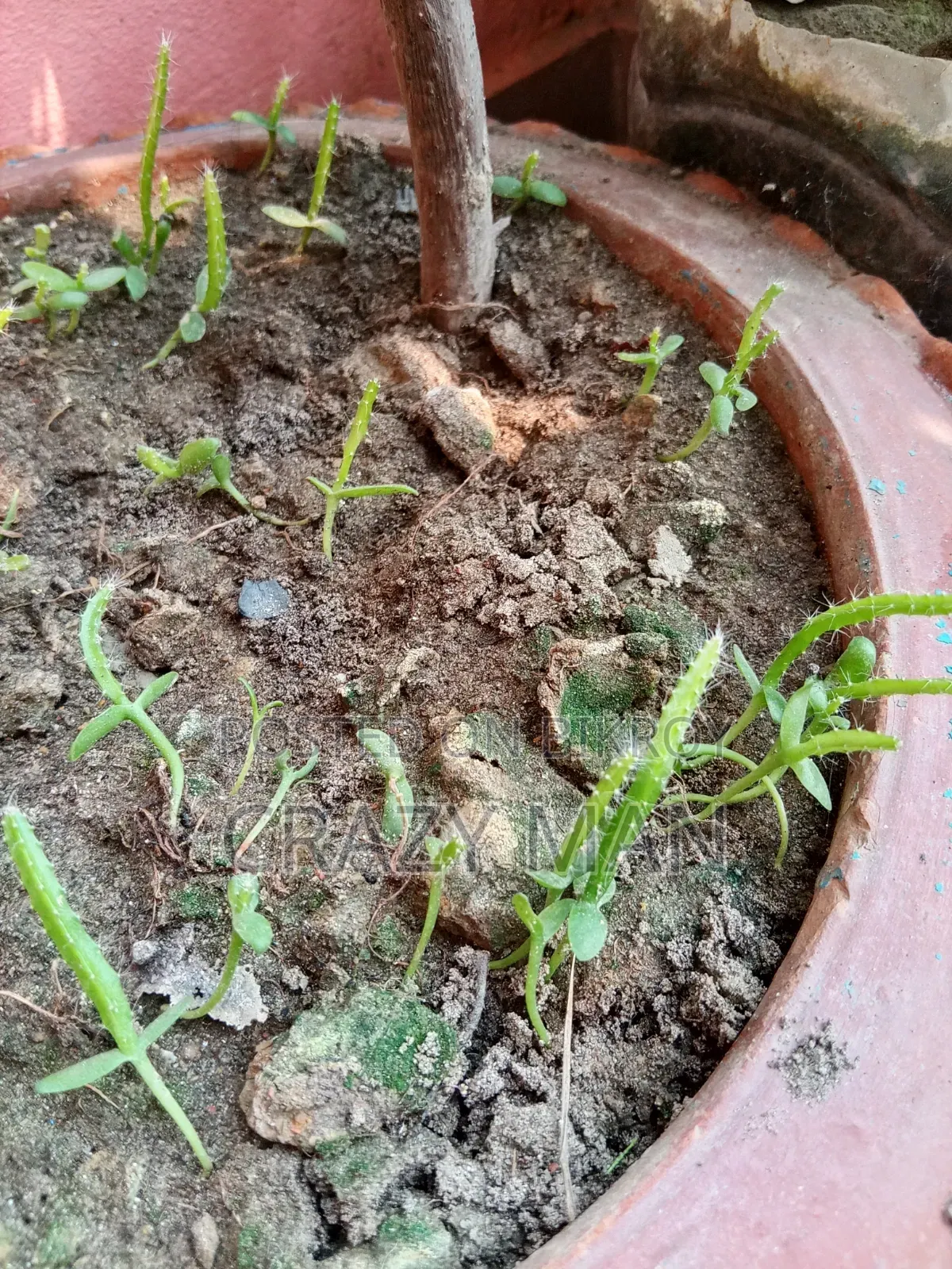 ছোট ছোট ড্রাগন এর চারা বিক্রি হবে
