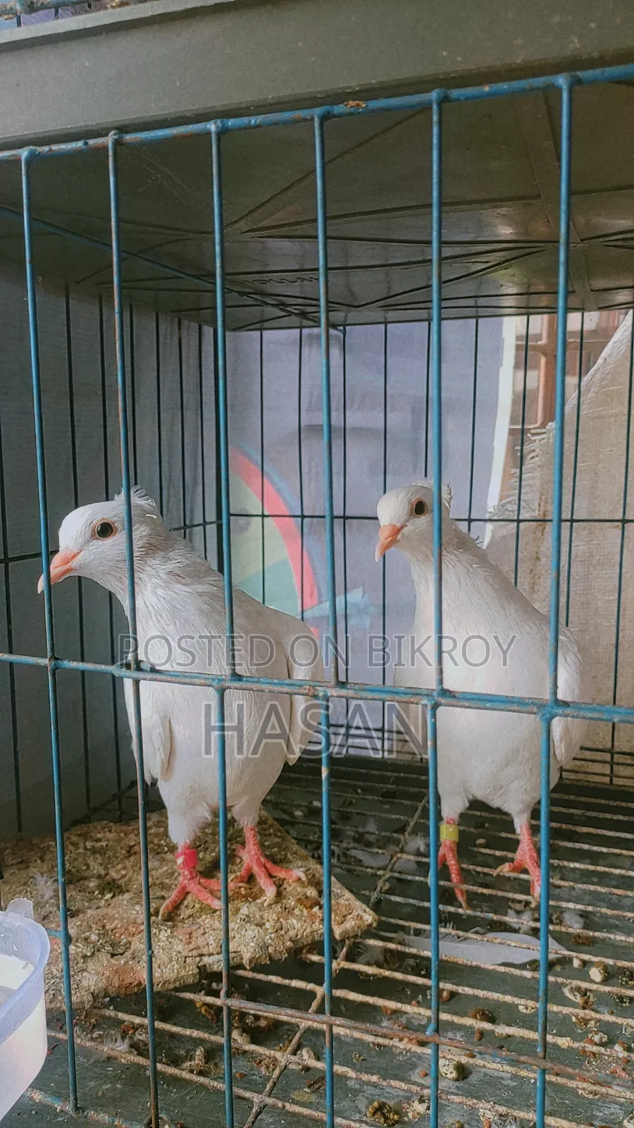 Bombay New Adult