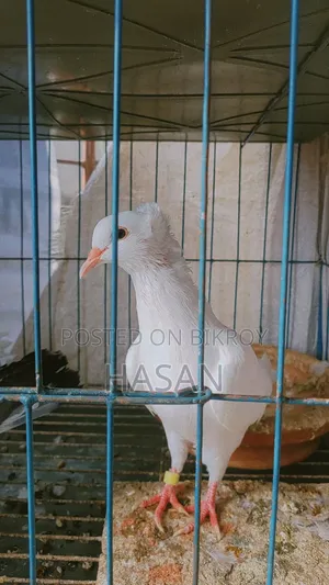 Bombay New Adult