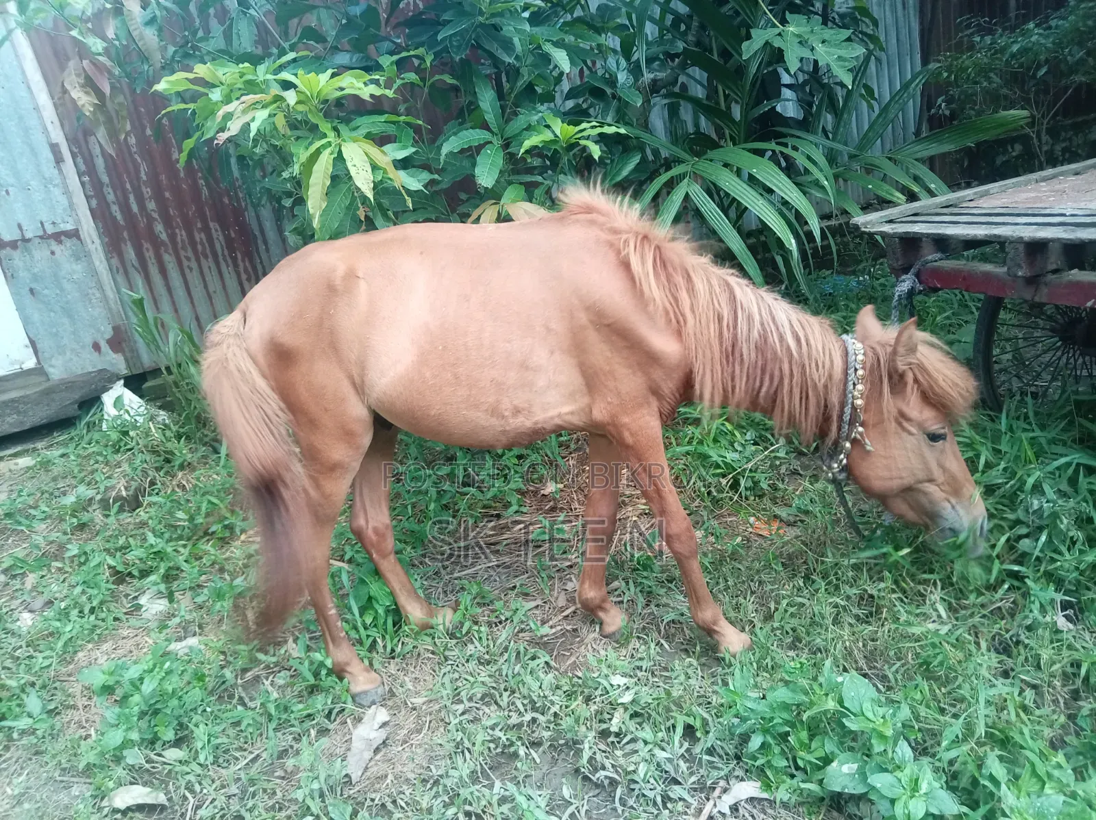 Horse for Sale