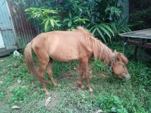 Horse for Sale