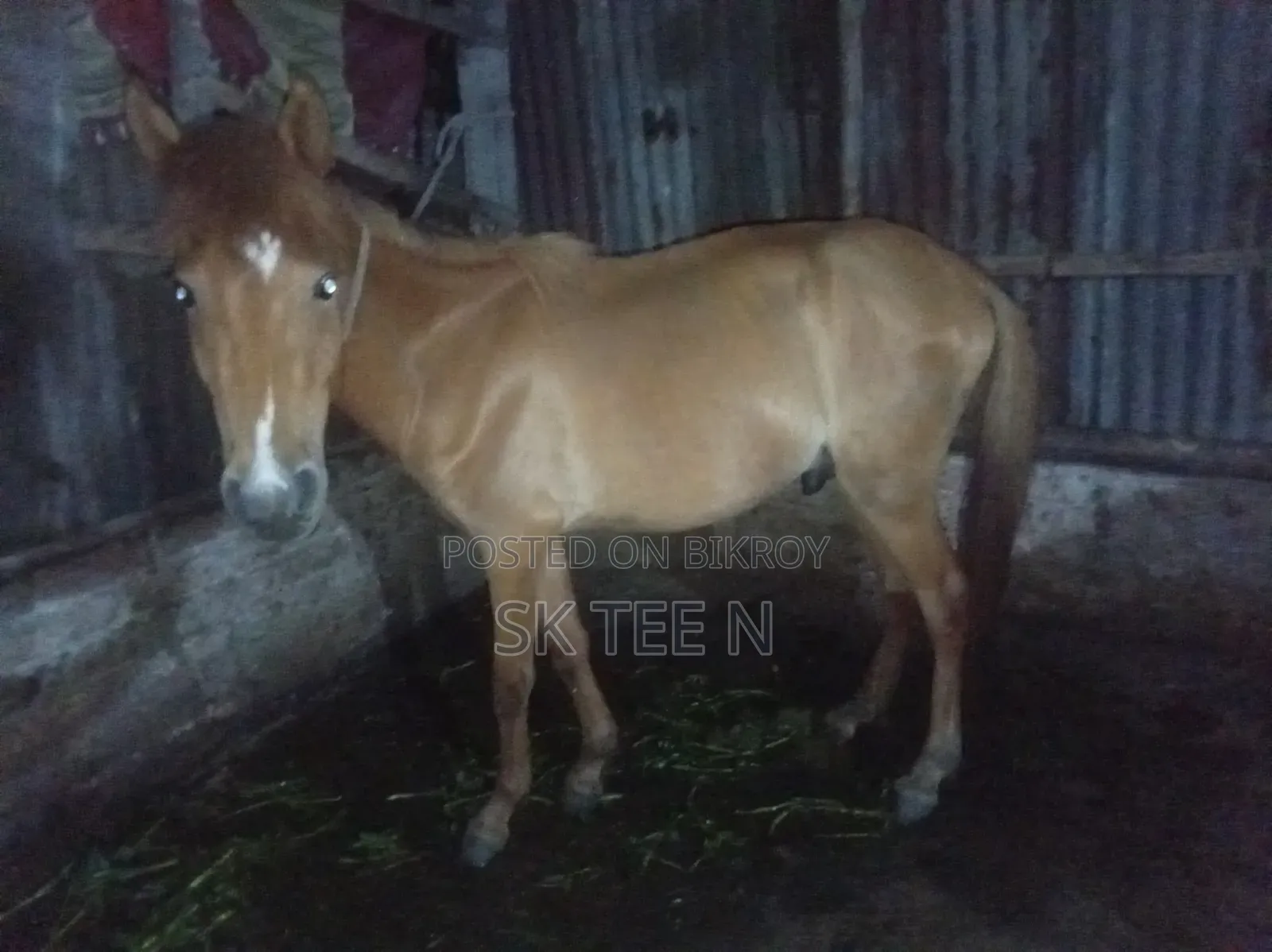Horse for Sale