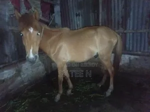 Horse for Sale