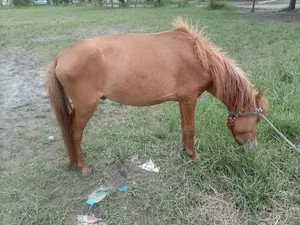 Horse for Sale