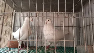 এক জোড়া রানিং বিউটি হুমা বিক্রি হবে