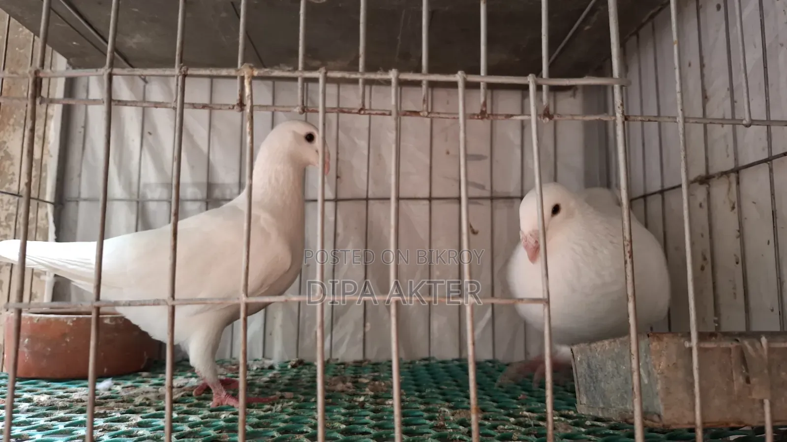 এক জোড়া রানিং বিউটি হুমা বিক্রি হবে