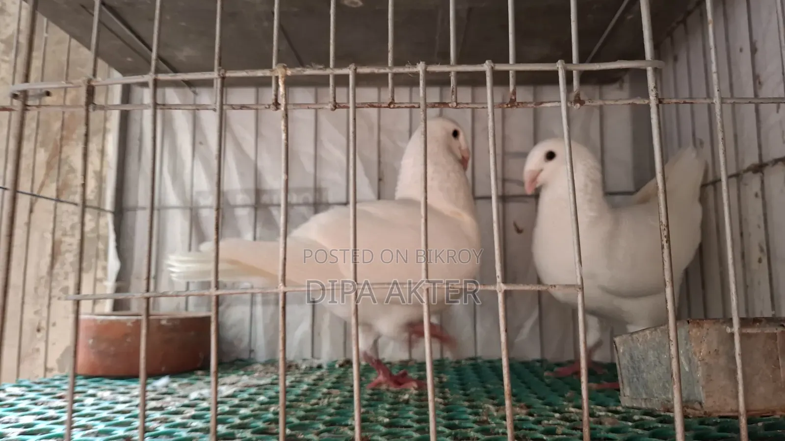 এক জোড়া রানিং বিউটি হুমা বিক্রি হবে