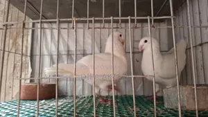 এক জোড়া রানিং বিউটি হুমা বিক্রি হবে