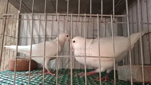 এক জোড়া রানিং বিউটি হুমা বিক্রি হবে