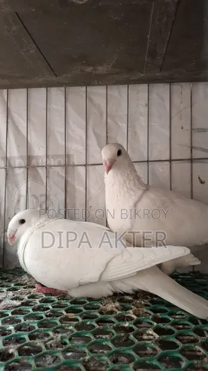এক জোড়া রানিং বিউটি হুমা বিক্রি হবে