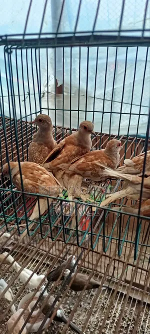 Red Dove Female