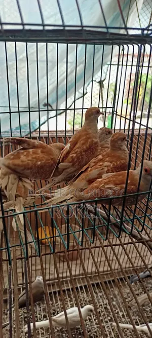 Red Dove Female