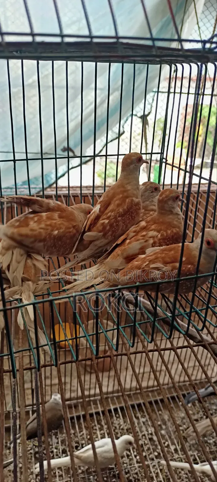Red Dove Female