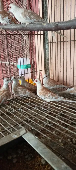 Red Dove Female