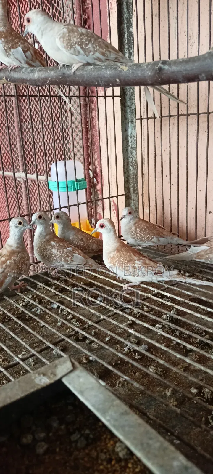 Red Dove Female