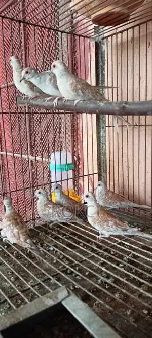 Red Dove Female