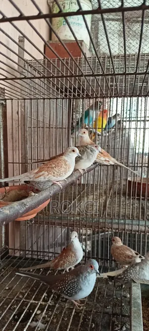 Red Dove Female