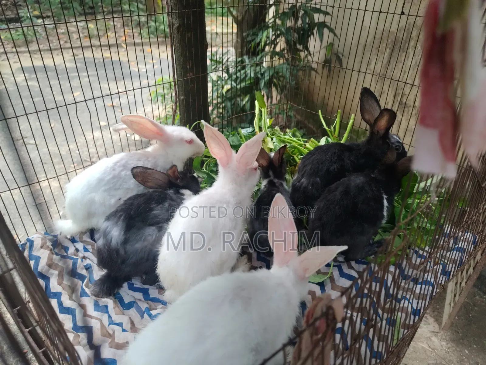 7 pieces of baby rabbits will be sold Sold through Md. Naimul Islam