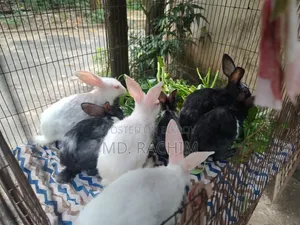 7 pieces of baby rabbits will be sold Sold through Md. Naimul Islam