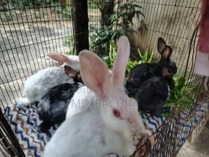 7 pieces of baby rabbits will be sold Sold through Md. Naimul Islam