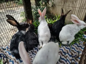 7 pieces of baby rabbits will be sold Sold through Md. Naimul Islam