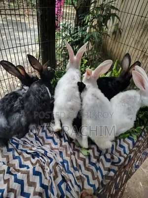 7 pieces of baby rabbits will be sold Sold through Md. Naimul Islam