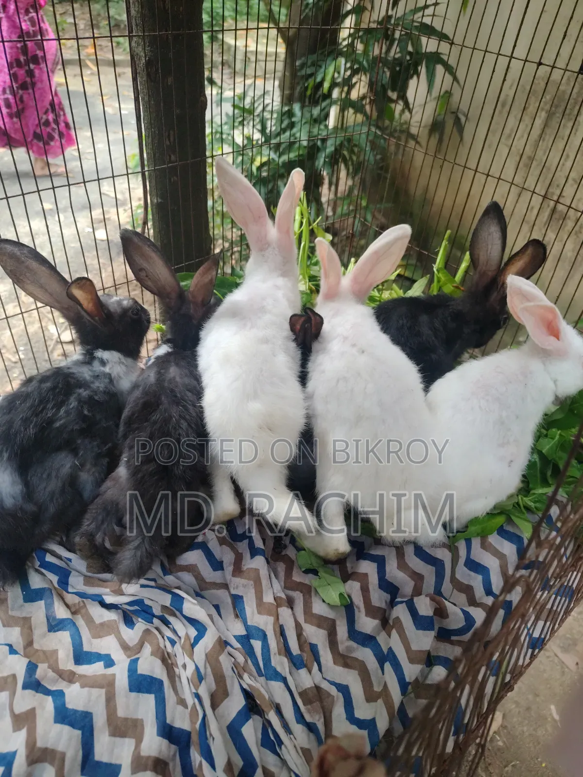 7 pieces of baby rabbits will be sold Sold through Md. Naimul Islam