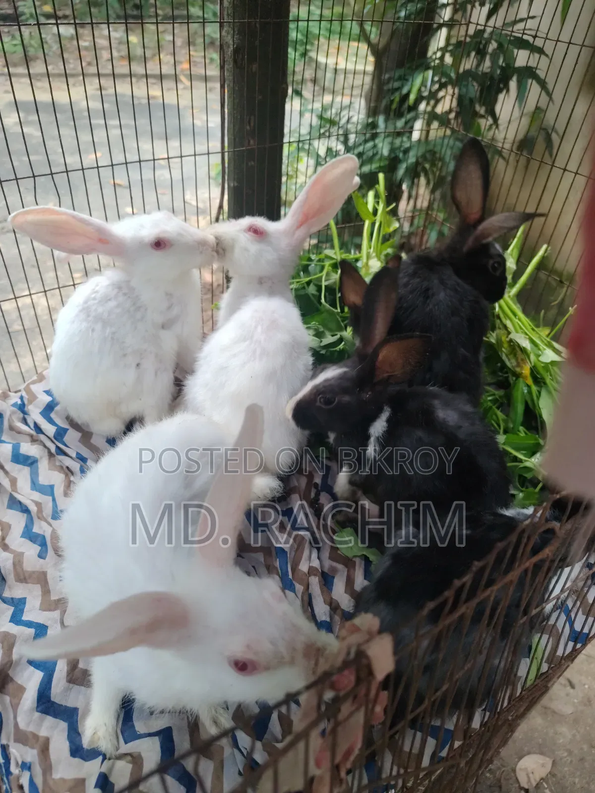7 pieces of baby rabbits will be sold Sold through Md. Naimul Islam